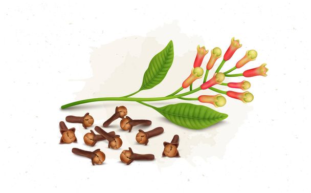 Dried Brown clove with clove plant vector illustration isolated on white background - Vektor, obrázek