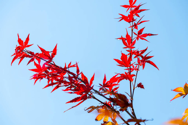 Acer japonicum ενάντια σε ένα μπλε ουρανό, το σφενδάμι Amur, ιαπωνικό σφενδάμι ή σφενδάμι πανσελήνου, είναι ένα είδος σφενδάμου ενδημικό στην Ιαπωνία, καθώς και τη νότια Κορέα. - Φωτογραφία, εικόνα