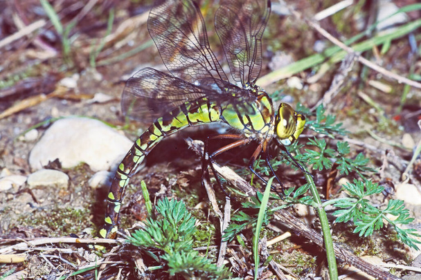 female specimen of emperor dragonfly engaged in egg laying, Anax imperator; Aeshnidae - Fotografie, Obrázek