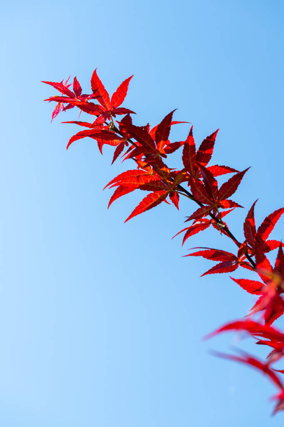 Acer japonicum against a blue sky, the Amur maple, Japanese-maple or fullmoon maple, is a species of maple native to Japan, and also southern Korea. - Fotó, kép