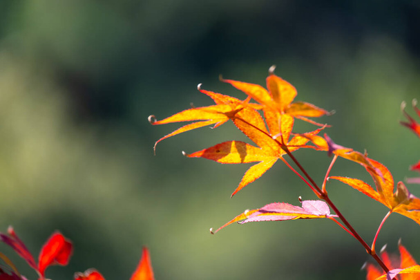 Acer japonicum against a blue sky, the Amur maple, Japanese-maple or fullmoon maple, is a species of maple native to Japan, and also southern Korea. - Foto, imagen