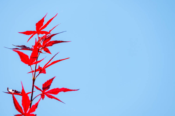 Acer japonicum against a blue sky, the Amur maple, Japanese-maple or fullmoon maple, is a species of maple native to Japan, and also southern Korea. - Fotó, kép