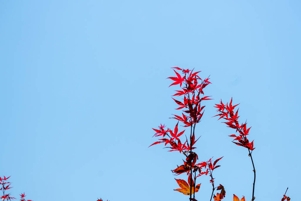 Acer japonicum against a blue sky, the Amur maple, Japanese-maple or fullmoon maple, is a species of maple native to Japan, and also southern Korea. - Foto, afbeelding