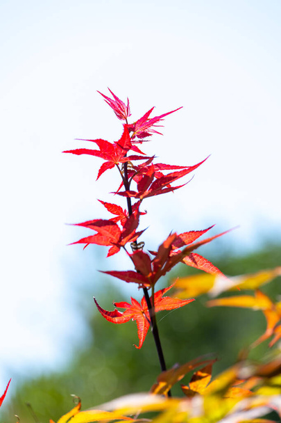 Acer japonicum against a blue sky, the Amur maple, Japanese-maple or fullmoon maple, is a species of maple native to Japan, and also southern Korea. - Foto, imagen