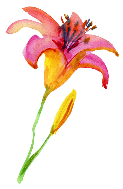 Watercolor illustrations of flower. - Foto, Imagem