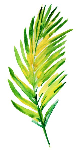 Aquarelle palmier
 - Photo, image