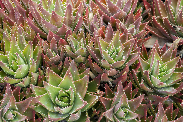 Hermosa planta tipo suculenta
 - Foto, Imagen