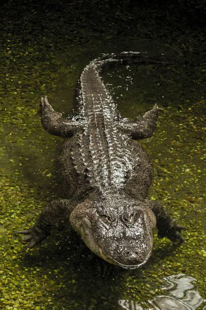Jacaré-americano (alligator mississippiensis) - Foto, Imagem