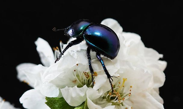 Duży chrząszcz na białych kwiatach i na innym tle - Zdjęcie, obraz