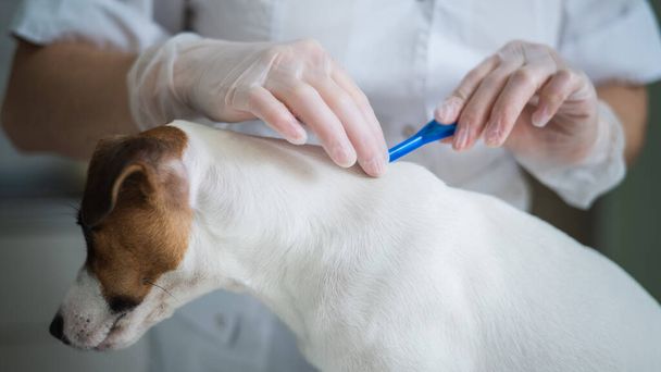 A veterinarian treats a dog from parasites by dripping medicine on the withers - Photo, Image