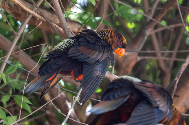 Dämmerlicht (Pseudeos fuscata). Papagei in Neuguinea im Wald, Weißrumpellory oder die dunkel-orangefarbene Lory, Dämmerung. - Foto, Bild