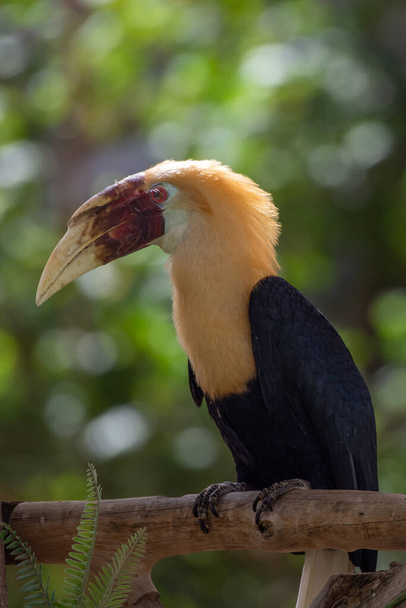 Blyth's hornbill (Rhyticeros plicatus), also known as the Papuan hornbill perched in a tree close up. - Photo, Image