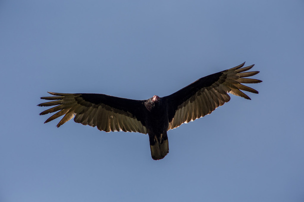 Turkey Vulture - Photo, Image