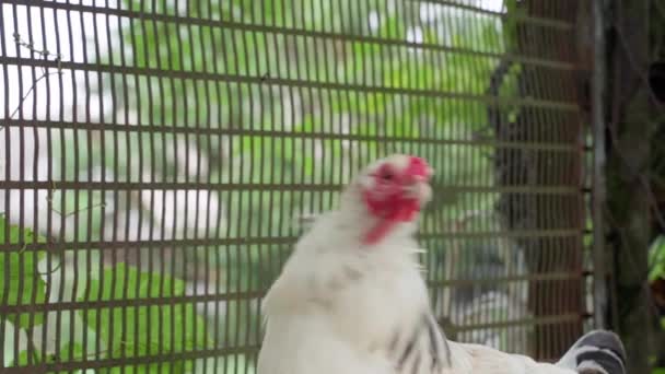 The thin white chicken moves suspiciously sharply. Smooth camera movement behind the chicken against the background of the mesh fence. High quality FullHD footage - Footage, Video