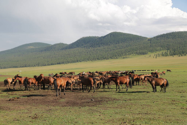 in the land of mongolia the nature and environment - Foto, imagen