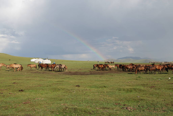 in the land of mongolia the nature and environment - Photo, Image