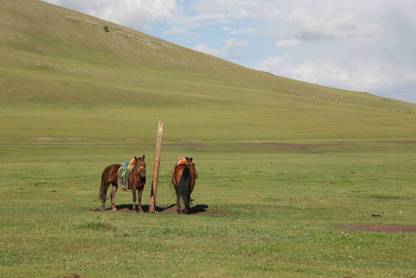 in the land of mongolia the nature and environment - Foto, imagen