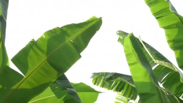 Tropical leaves banana swaying in wind on white background, nature green frame border summer background. - Video