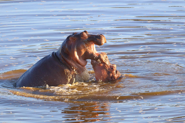 Nilpferd / Hippopotamus / Hippopotamus amphibius - Foto, imagen