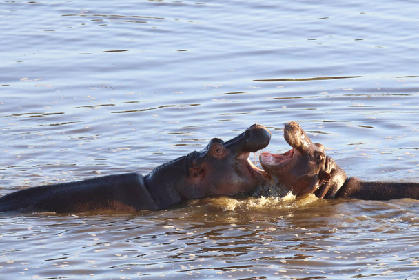 Nilpferd / Hippopotamus / Hippopotamus amphibius - Fotografie, Obrázek