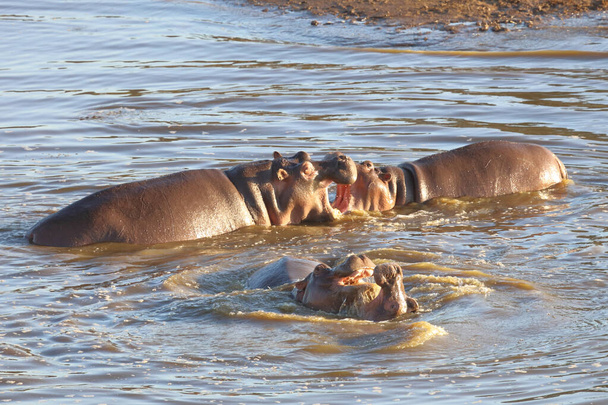 Nilpferd / Hippopotamus / Hippopotamus amphibius - Foto, immagini