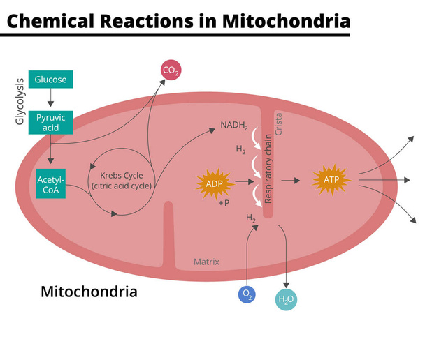 Diagram showing the chemical reactions that take place in mitochondria. Glycolysis, krebs cycle, respiratory chain, ATP synthesis, cellular respiration. Vector illustration. Didactic illustration. - Vektor, Bild
