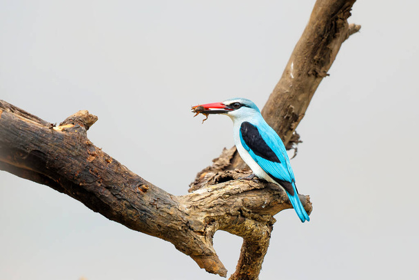 Woodland Kingfisher (Halcyon senegalensis) sitting on a branch in Mkuze Game Reserve in South Africa - Fotó, kép