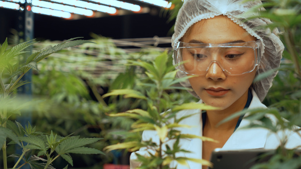 Wetenschapper test cannabisproduct in curatieve indoor cannabiskwekerij met wetenschappelijke apparatuur voor het oogsten om cannabisproducten te produceren - Foto, afbeelding