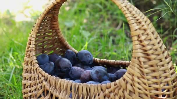 A woman's hand puts plums in a basket, harvesting. Bright juicy plums in a wicker basket, close-up shot. Ripe fruits and healthy food. Selective focus - Footage, Video