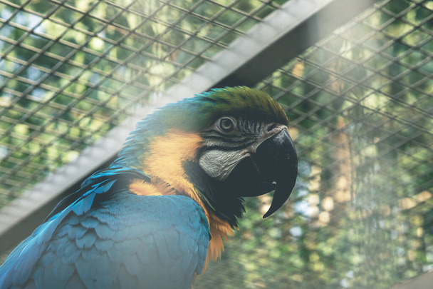 Papagaio de arara amarelo e azul retrato. Papagaio na gaiola. Foto de alta qualidade - Foto, Imagem