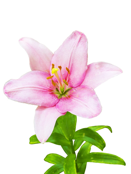 Royal lily flower - Photo, Image