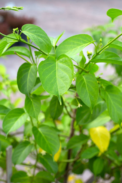 Gurmar medicinal plant, Fresh leaves of herb - Zdjęcie, obraz