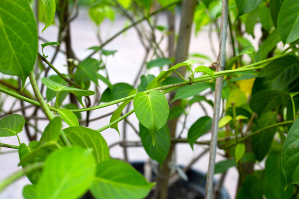 Gurmar medicinal plant, Fresh leaves of herb - Valokuva, kuva