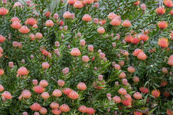 Protea Plant in flower, Royal Botanic Garden Sydney Australia - 写真・画像