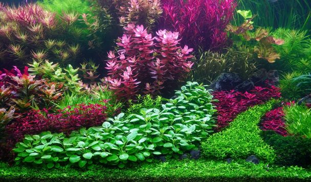 Colorful aquatic plants in aquarium tank with Modern Dutch style aquascaping layout - Fotó, kép