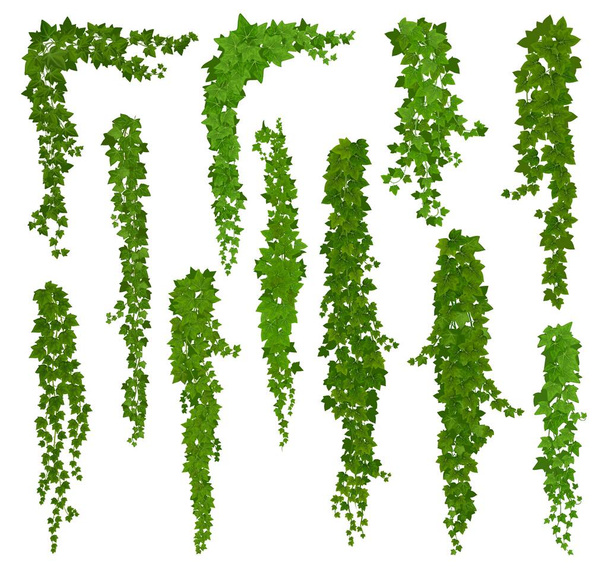 Вертикальна ізольована плюща, мультяшний векторний набір зелених лоз з кутами листя, рамами або межами. Скелелазіння листя кріплення рослини. Тендрільські гілки Ліана
 - Вектор, зображення