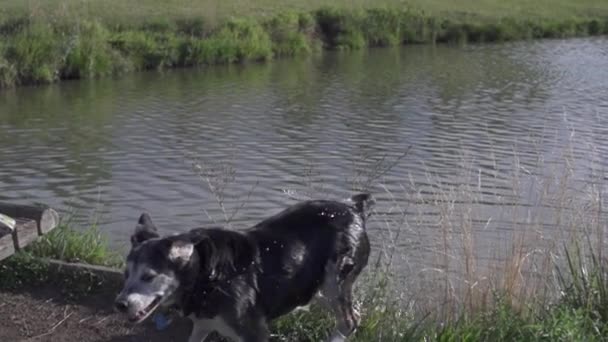Dog comes out of lake shakes off water in slow motion (240 fps) - Footage, Video