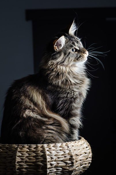 Maine Pesukarhu kissa harmaa ja musta muotokuva
 - Valokuva, kuva