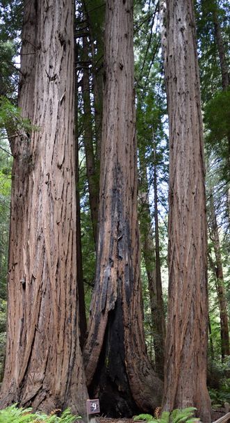 Sequoia Trees in Muir Woods National Monument, California - Fotoğraf, Görsel