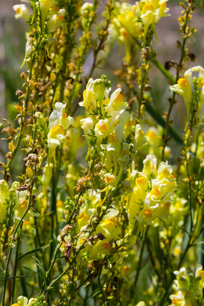 Linaria vulgaris, nimet ovat yleisiä rupikonna, keltainen rupikonna, tai voita ja munia, kukkivat kesällä
. - Valokuva, kuva