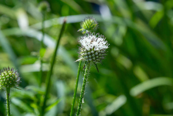 Dipsacus pilosus, Small Teasel. Wild plant shot in summer. - Photo, Image