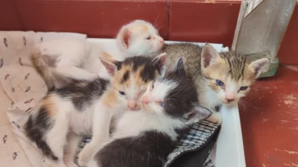 Четыре очаровательных новорожденных котенка только что проснулись в мусорном ящике. - Кадры, видео