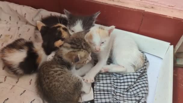 Четыре очаровательных новорожденных котенка только что проснулись в мусорном ящике. - Кадры, видео
