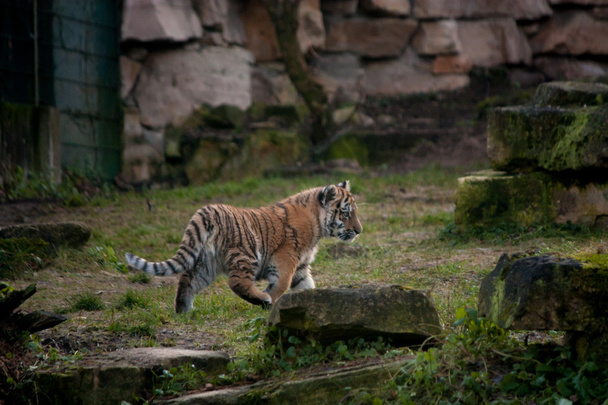 Niedliches Tigerjunges spaziert durch den Dschungel - Foto, Bild