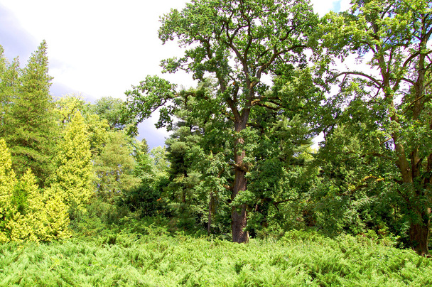 Árbol pintoresco multicolor rodeado de arbustos
 - Foto, Imagen