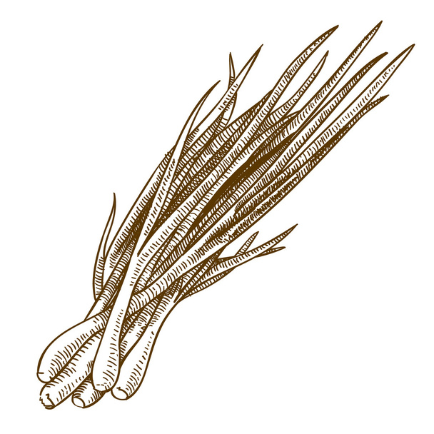 soğan lahanası oyma antika vektör çizim - Vektör, Görsel