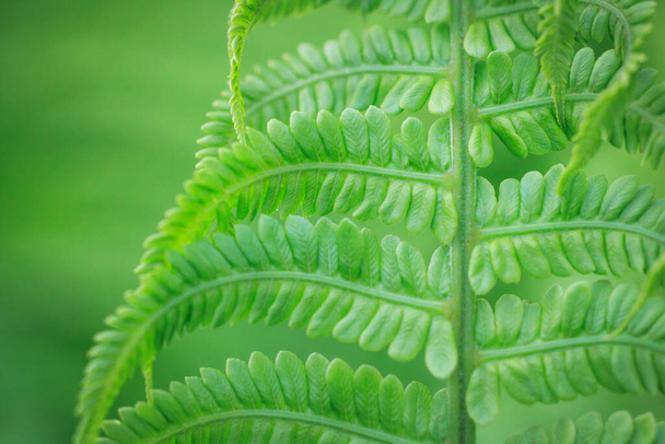 Macro photo of fern in the garden - Photo, Image
