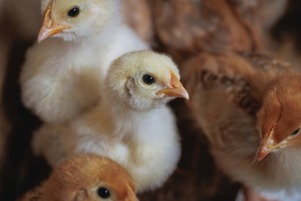 Group of chicks on a farm in Poland - Photo, Image