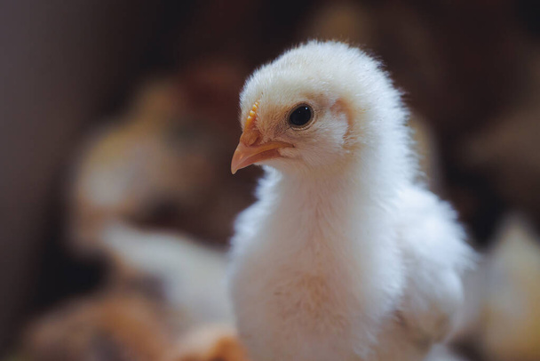 White chick on a chicken farm in Polish countryside - Fotoğraf, Görsel