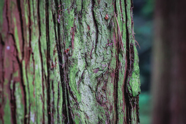 Chamaecyparis pisifera - Sawara cypress variety Squarrosa, trunk details - Fotoğraf, Görsel